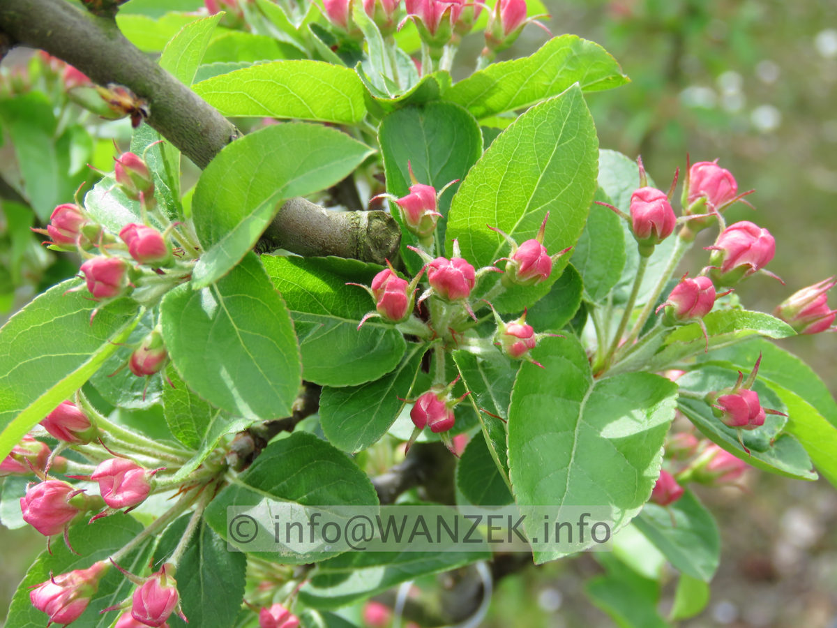 Malus Red Sentinel 1 knospige Bluete.JPG